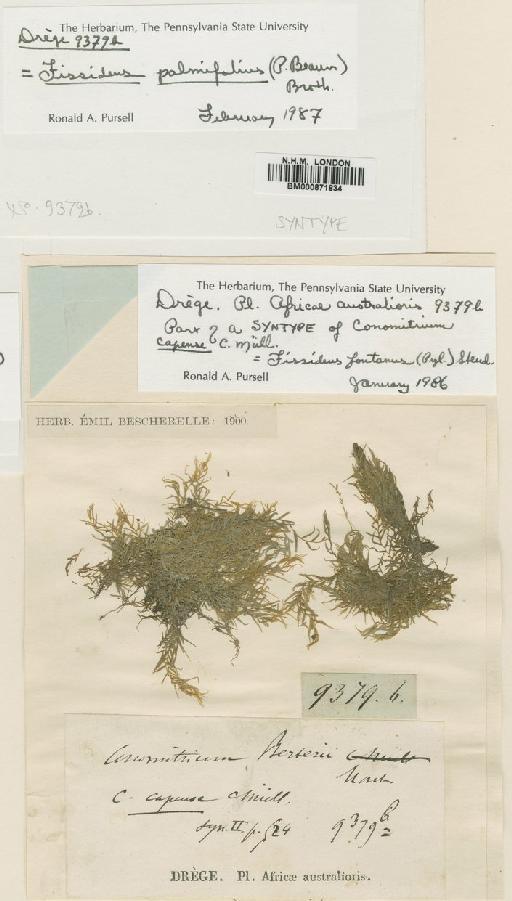 Fissidens palmifolius (P.Beauv.) Broth. - BM000871834