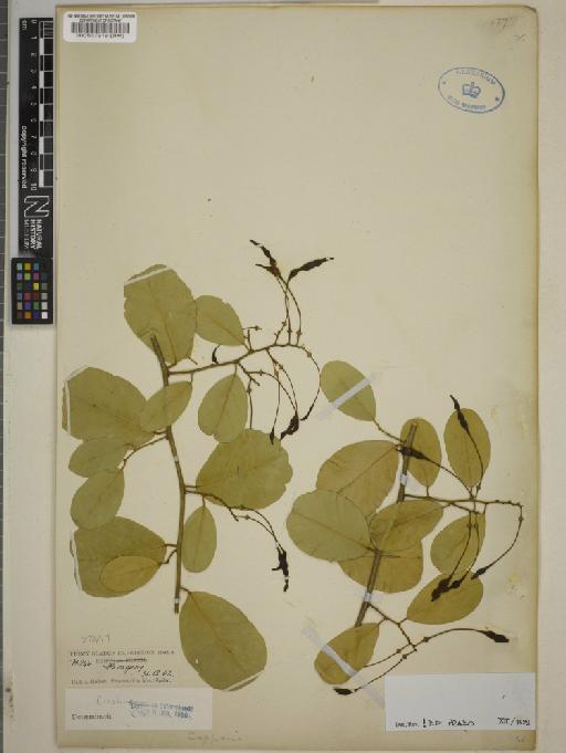 Capparis retusa Griseb. - BM000537919