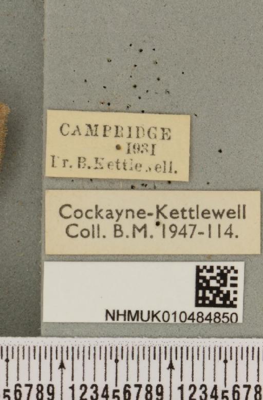 Lygephila pastinum ab. ludicra Haworth, 1809 - NHMUK_010484850_label_540798