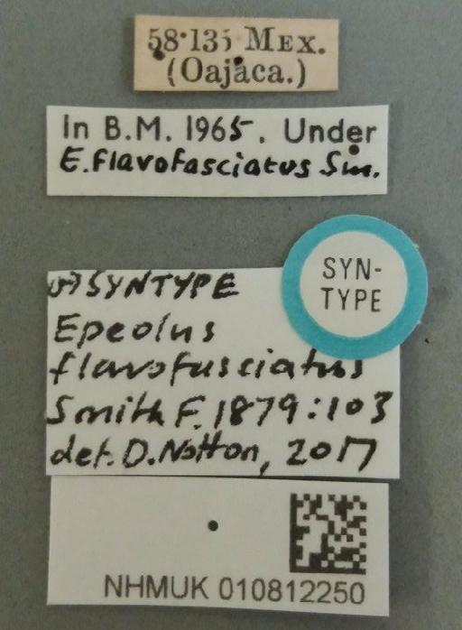 Epeolus flavofasciatus Smith, F., 1879 - 010812250-NHMUK-Epeolus_flavofasciatus-syntype-male-labels