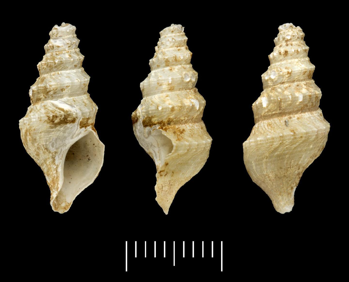 To NHMUK collection (Pleurotoma phymatias R. B. Watson, 1886; HOLOTYPE; NHMUK:ecatalogue:3500006)