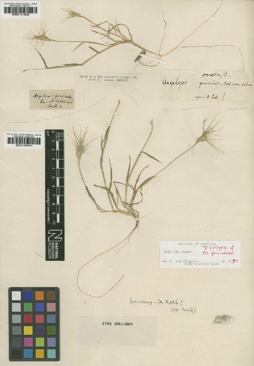 Aegilops ovata L. - BM001043964