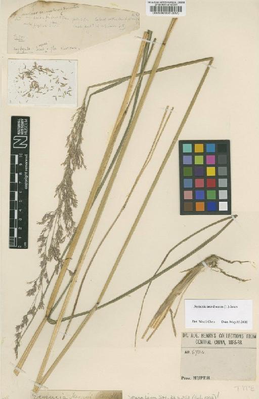 Calamagrostis arundinacea (L.) Roth - BM000598550