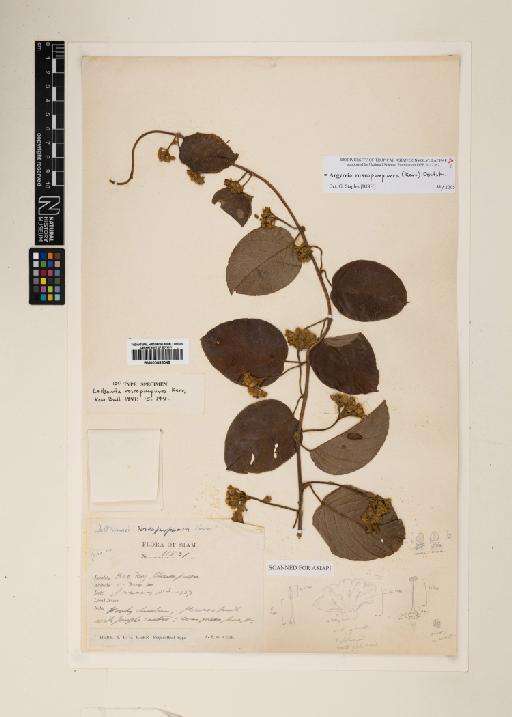 Ipomoea roseopurpurea (Kerr) J.R.I.Wood & Scotland - 000885049