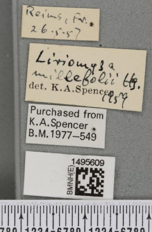 Liriomyza ptarmicae De Meijere, 1925 - BMNHE_1495609_label_50902
