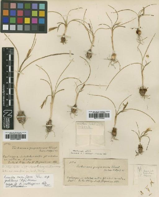 Romulea ramiflora subsp. gaditana (Kunze) Marais - BM001066644
