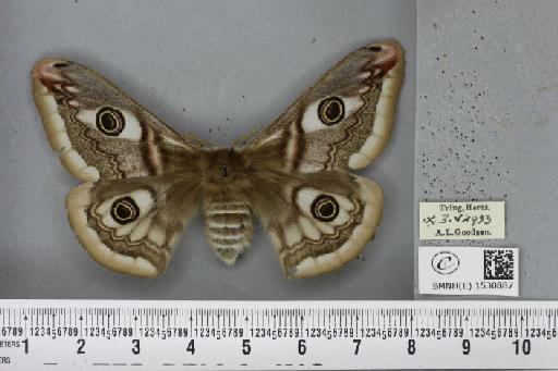 Saturnia pavonia (Linnaeus, 1758) - BMNHE_1530887_198896