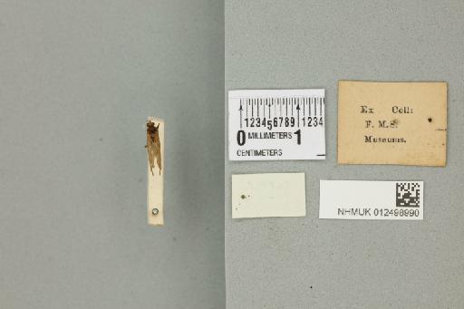 Hydropsyche javanica Ulmer, 1905 - 012498990_reverse