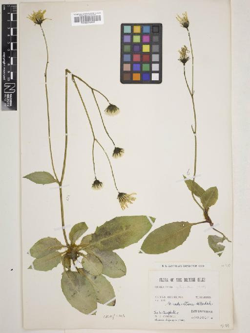 Hieracium hebridense Pugsley - 000932983