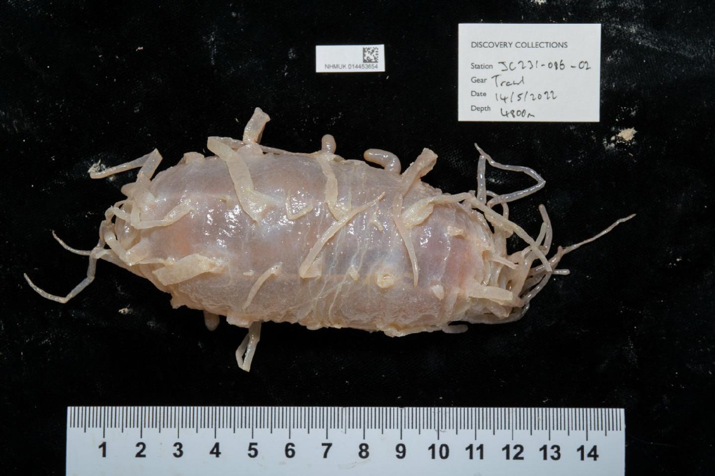 To NHMUK collection (Oneirophanta mutabilis Théel, 1879; NON-TYPE; NHMUK:ecatalogue:9968874)