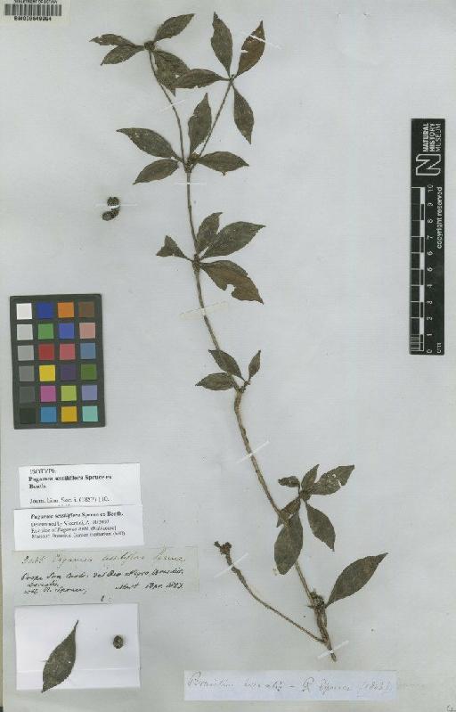 Pagamea sessiliflora Spruce ex Benth. - BM000649994
