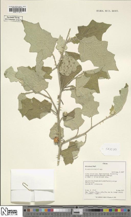 Solanum violaceum Ortega - BM001019373
