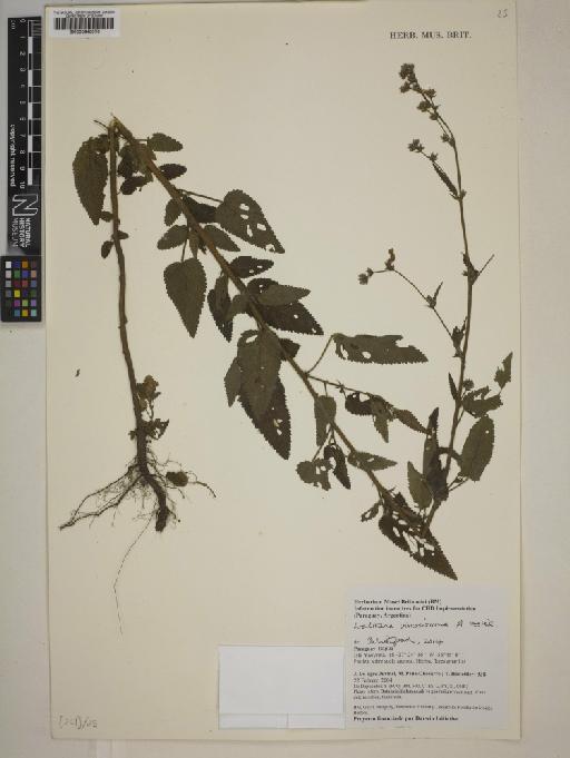 Waltheria viscosissima - BM000940076