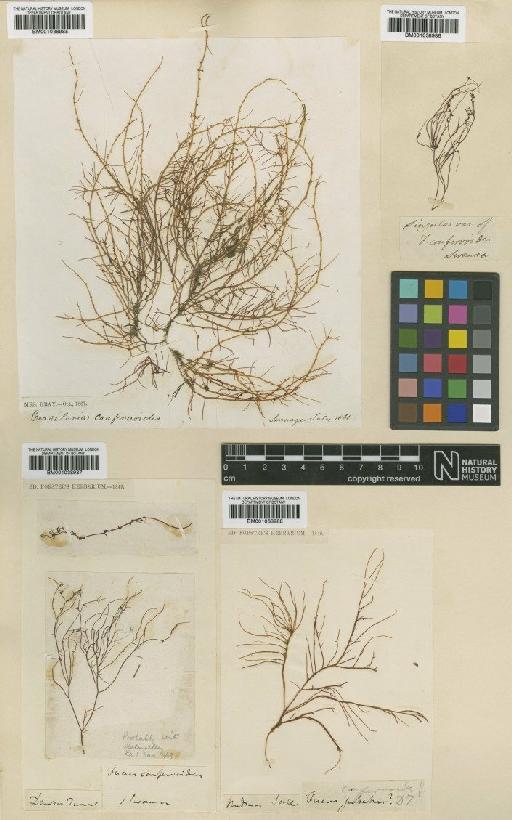 Gracilaria verrucosa (Huds.) Papenf. - BM001038985