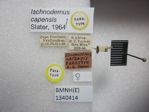 Ischnodemus capensis Slater, 1964 - Ischnodemus capensis-BMNH(E)1340414-Paratype female dorsal & labels