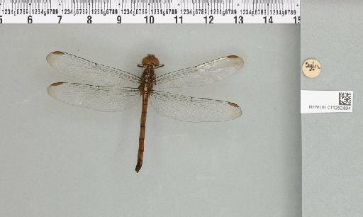 Lathrecista asiatica (Fabricius, 1798) - 011252894_93019_1255057_2