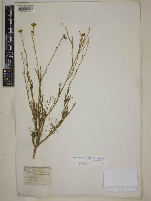 Argyranthemum filifolium (Sch.Bip.) Humphries - 000614998