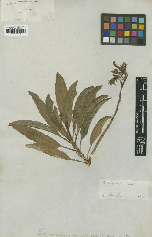 Lobelia cubana (C.Wright ex Griseb.) Urb. - BM000947636