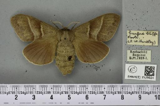 Macrothylacia rubi ab. grisea Tutt, 1902 - BMNHE_1529024_196492