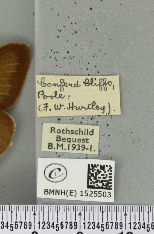 Macrothylacia rubi (Linnaeus, 1758) - BMNHE_1525503_label_196134