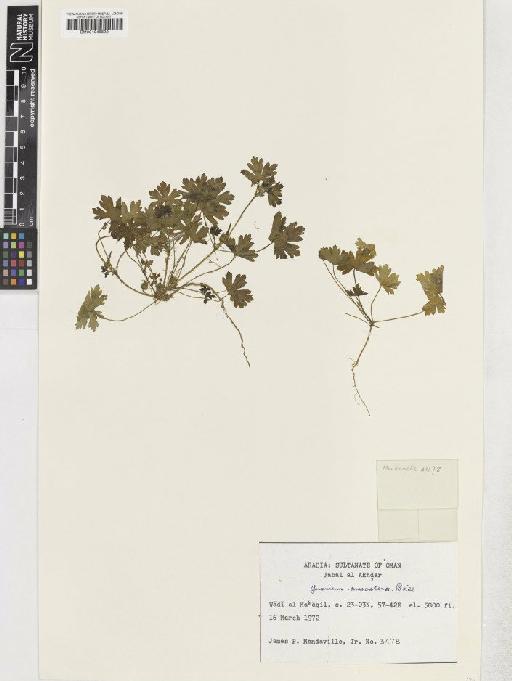 Geranium mascatense Boiss - BM001048892