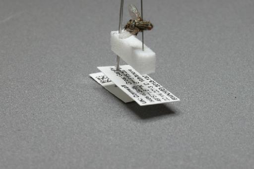 Sarcophaga (Myorhina) nigriventris Meigen, 1826 - 015092568_additional_4