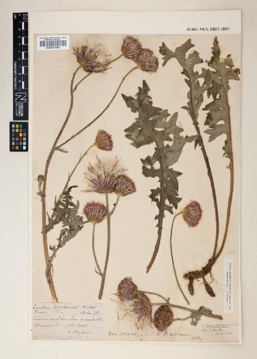 Cirsium tuberosum (L.) All. - 000917994