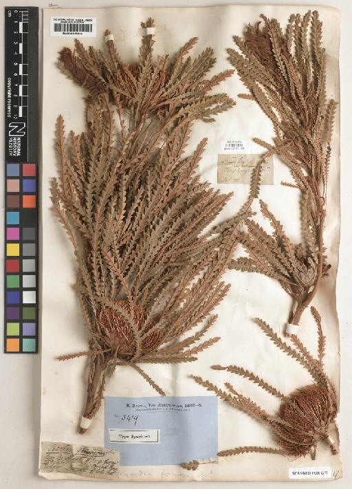 Banksia formosa (R.Br.) A.R.Mast & K.R.Thiele - BM013767198