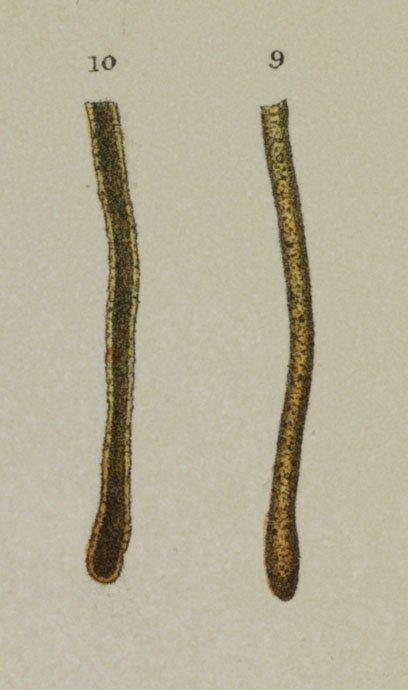 Hyperammina elongata Brady, 1878 - ZF1591_23_9-10_Hyperammina_laevigata.jpg