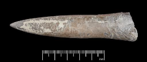 Acrocoelites (Odontobelus) subtricissus Kolb - PI CC  959 - belemnite