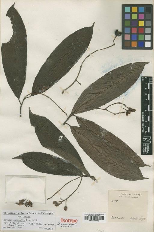 Ardisia macrocalyx Scheffer - BM000997092