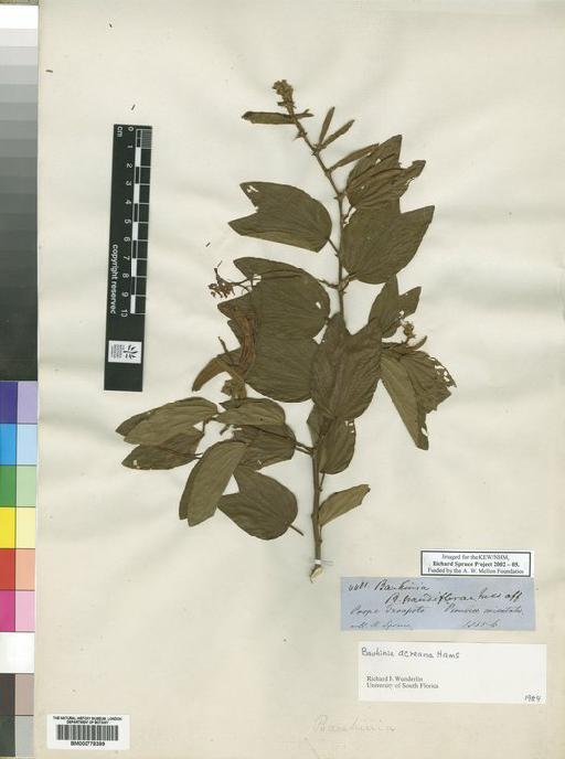 Bauhinia grandiflorae - Spruce - BM000778399