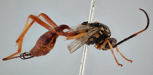 Baryceros sibine (Cameron, P., 1911) - 010202256_Baryceros_sibine_Holotype_lateral