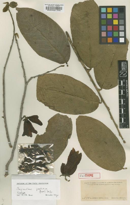 Sapranthus violaceus (Dunal) Saff. - BM000554021