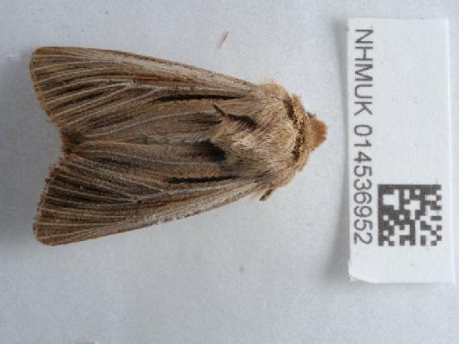 Leucania (Noctua) comma Linnaeus, 1761 - 014536952_1