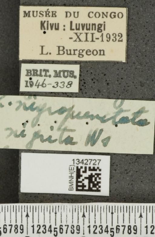 Crioceris (Crioceris) nigrita Weise, 1912 - BMNHE_1342727_label_12407