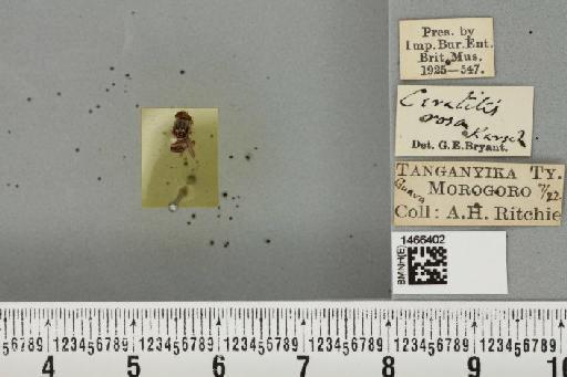 Ceratitis (Pterandrus) quilicii De Meyer et al., 2016 - BMNHE_1466402_26966