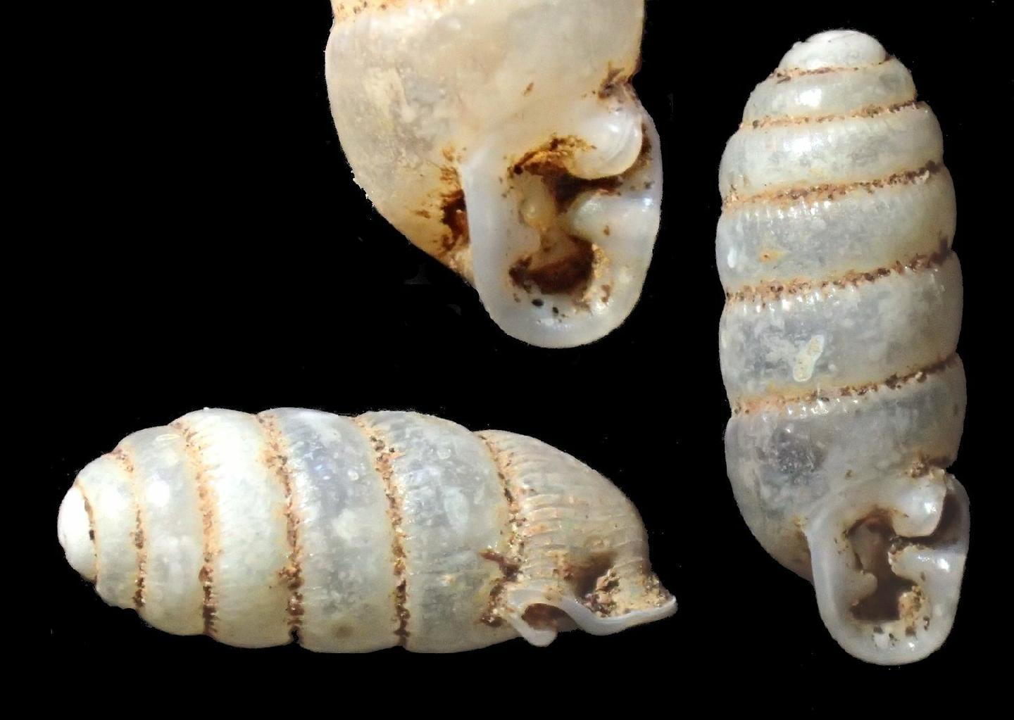 To NHMUK collection (Gulella volontany J.Gerlach et al., 2023; HOLOTYPE; NHMUK:ecatalogue:10246219)