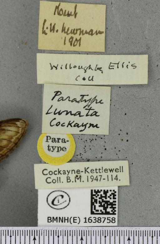 Notodonta ziczac ab. lunata Cockayne, 1951 - BMNHE_1638758_label_244692