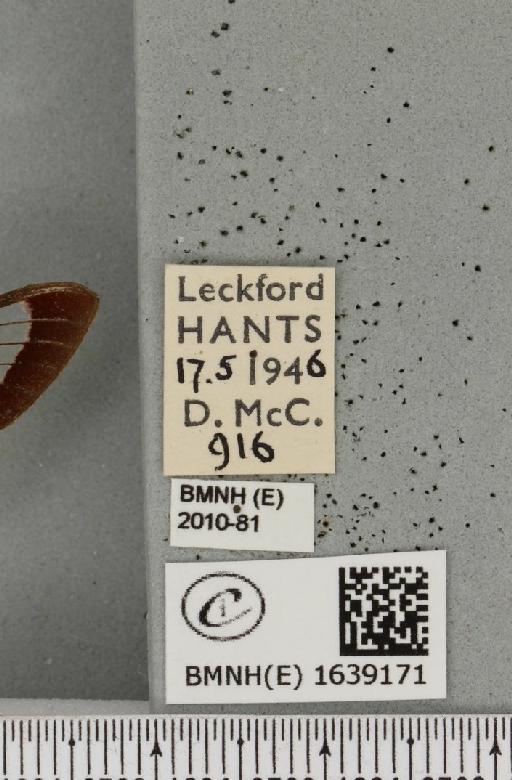 Hemaris fuciformis (Linnaeus, 1758) - BMNHE_1639171_label_205881