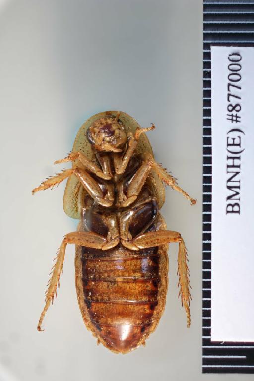 Periplaneta insolita Walker, 1868 - Periplaneta insolita Walker, F, 1868, female, holotype, ventral. Photographer: Aging Wang. BMNH(E)#877000