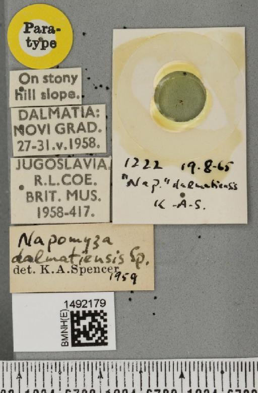 Phytomyza dalmatiensis Spencer, 1961 - BMNHE_1492179_label_53845