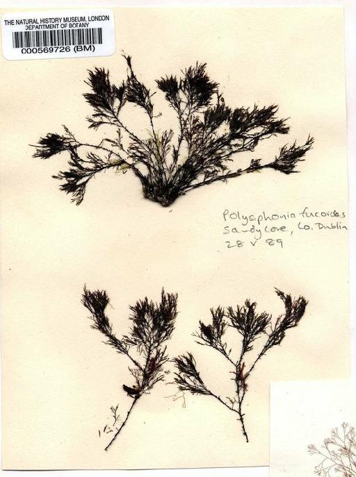 Polysiphonia fucoides (Huds.) Grev. - BM000569726.jpg