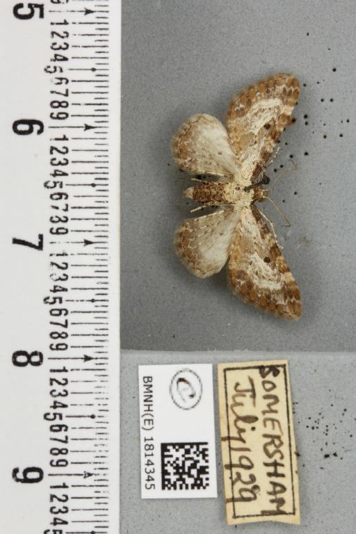 Eupithecia succenturiata (Linnaeus, 1758) - BMNHE_1814345_394369