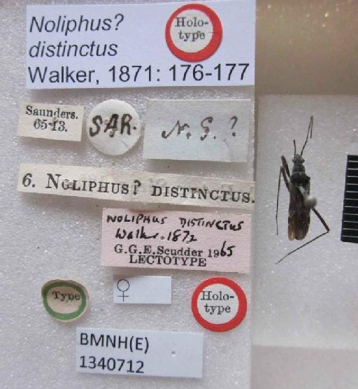 Noliphus distinctus Walker, 1871 - Noliphus distinctus-BMNH(E)1340712_Holotype female_Labels