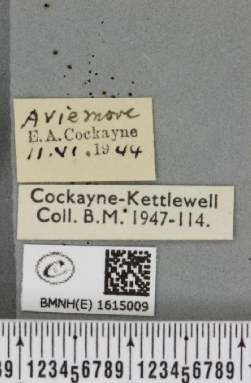 Scotopteryx mucronata scotica ab. luridaria Borkhausen, 1794 - BMNHE_1615009_label_303688