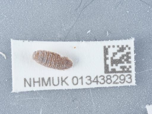 Porcellionides pruinosus (Brandt, 1833) - 013438293_2
