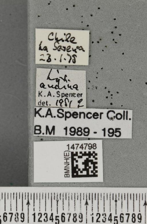 Liriomyza andina Malloch, 1934 - BMNHE_1474798_label_60754