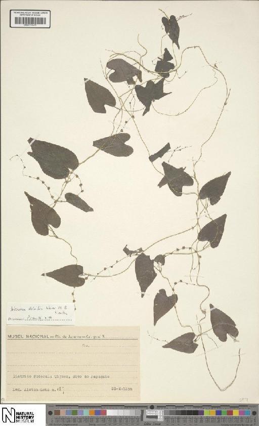 Dioscorea debilis Uline ex R.Knuth - BM001190465