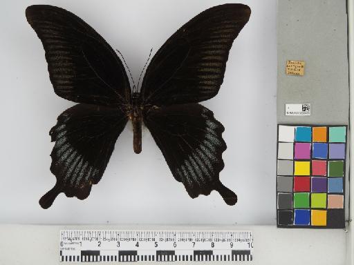 Lepidoptera Linnaeus, 1758 - 010290485_01